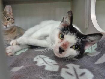 Rescue Domestic Short Hair Cats for Adoption in Delhi, New York - ALLEY | PetCurious
