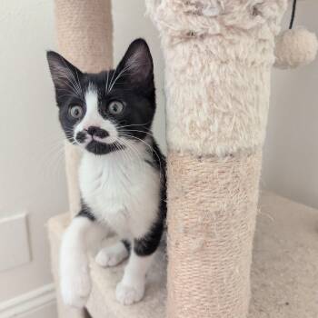 Tuxedo Cats Available for Adoption in Vacaville, California - Stella | PetCurious