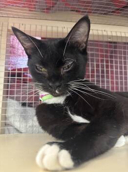 Cloudy -  Domestic Short Hair Cat for Adoption in Shrewsbury, Massachusetts - Cloudy | PetCurious