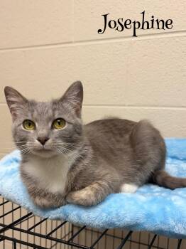Josephine -  Domestic Short Hair Cat Available for Adoption in Valparaiso, Indiana - Josephine | PetCurious