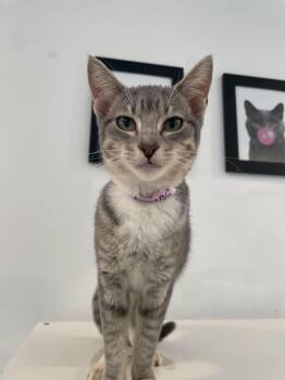 Rescue Domestic Short Hair Cats for Adoption in Chicago, Illinois - Sunny | PetCurious