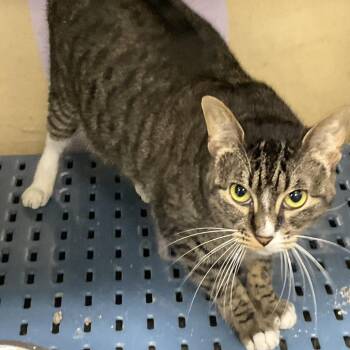 Bagel -  Domestic Short Hair Cat for Adoption in Gonzales, Louisiana - Bagel | PetCurious