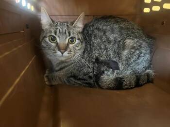 LITTLE GIRL -  Domestic Short Hair Cat Available for Adoption in Blythe, California - LITTLE GIRL | PetCurious