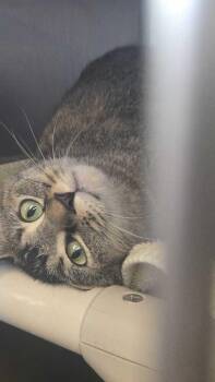 Domestic Short Hair Cats Available for Adoption - Honey G | PetCurious