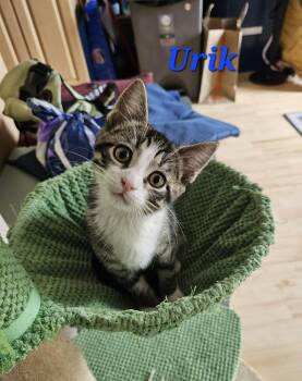Domestic Short Hair Cats Available for Adoption in Kitchener, Ontario - Urik | PetCurious