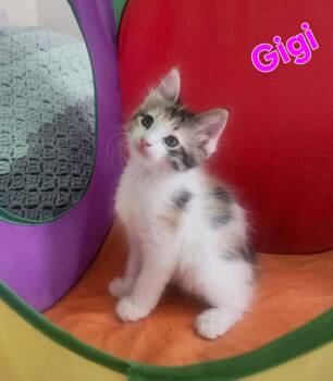 Gigi -  Domestic Medium Hair Cat for Adoption in San Anselmo, California - Gigi | PetCurious