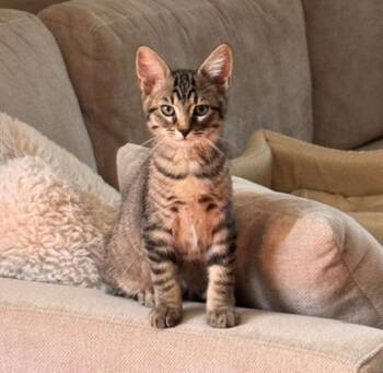 Finch (Dove) -  Domestic Short Hair Cat for Adoption in Davis, California - Finch (Dove) | PetCurious