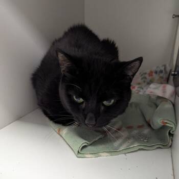 Susie -  Domestic Short Hair Cat for Adoption in Jeffersonville, Indiana - Susie | PetCurious