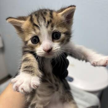 Teddy -  Domestic Short Hair Cat for Adoption in Riverside, California - Teddy | PetCurious