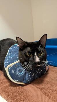 Linus -  Domestic Short Hair Cat for Adoption in Coquitlam, British Columbia - Linus | PetCurious