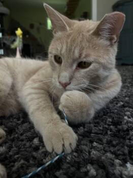 Mango -  Domestic Short Hair Cat for Adoption in Brighton, Michigan - Mango | PetCurious