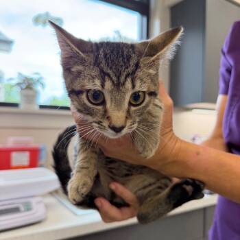 Dobi -  Domestic Short Hair Cat for Adoption in Morganton, North Carolina - Dobi | PetCurious