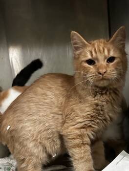 Rescue Domestic Short Hair Cats for Adoption in Spartanburg, South Carolina - Bandit | PetCurious