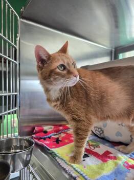 Domestic Short Hair Cats Available for Adoption in Wellington, Kansas - Isabella | PetCurious