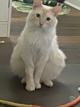 Sebastian -  Domestic Short Hair Cat Available for Adoption in Panama City, Florida - Sebastian | PetCurious