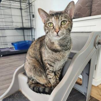 Charlotte -  Domestic Short Hair Cat for Adoption in Foley, Alabama - Charlotte | PetCurious