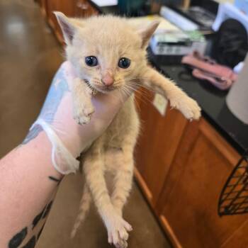 Domestic Short Hair Cats Available for Adoption in Lynchburg, Virginia - Mercury | PetCurious