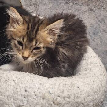 Apple Jack -  Domestic Medium Hair Cat for Adoption in Grantsville, Utah - Apple Jack | PetCurious