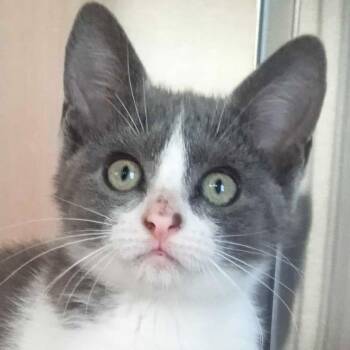 Domestic Short Hair Cats Available for Adoption - Robin Blue | PetCurious
