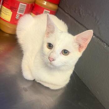 TUSC-Stray-85389_2_3 -  Domestic Short Hair Cat for Adoption in Tuscaloosa, Alabama - TUSC-Stray-85389_2_3 | PetCurious