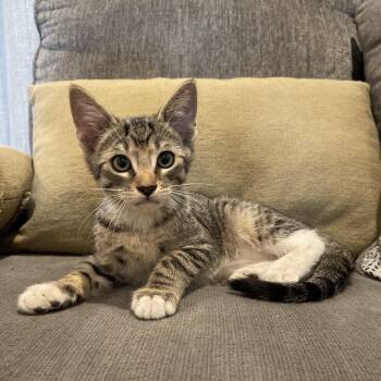 Apollo -  American Shorthair Cat Available for Adoption in Tucson, Arizona - Apollo | PetCurious