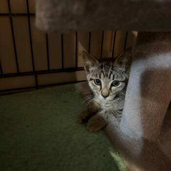 Trixie -  American Shorthair Cat for Adoption - Trixie | PetCurious