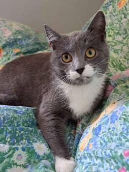 Domestic Short Hair Cats Available for Adoption - Flower | PetCurious