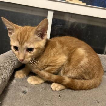 Jalapeno -  Domestic Short Hair Cat for Adoption in Evansville, Indiana - Jalapeno | PetCurious