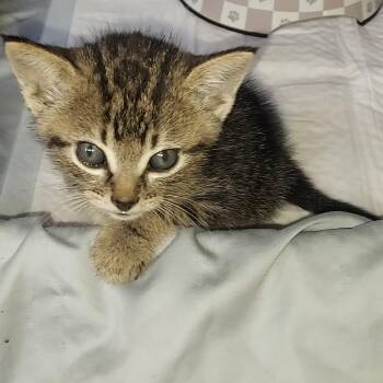 Anahuac Kitten 2 -  Domestic Short Hair Cat for Adoption in Baytown, Texas - Anahuac Kitten 2 | PetCurious