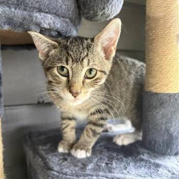 Charleston -  American Shorthair Cat for Adoption in Freeport, Florida - Charleston | PetCurious