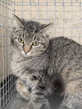 Domestic Short Hair Cats Available for Adoption - Sicily A216037 | PetCurious