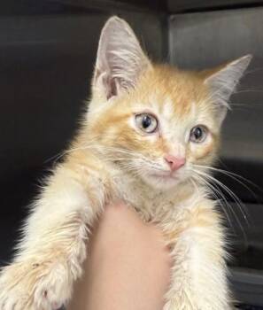 Thomas Jr. -  Domestic Short Hair Cat for Adoption in Lafayette, Indiana - Thomas Jr. | PetCurious