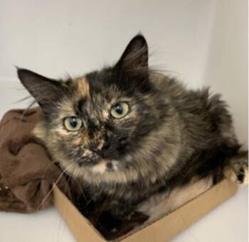 Libby -  Domestic Long Hair Cat for Adoption in Buena Vista, Colorado - Libby | PetCurious