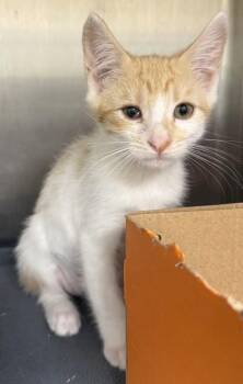 Espeon -  Domestic Short Hair Cat for Adoption in Honolulu, Hawaii - Espeon | PetCurious