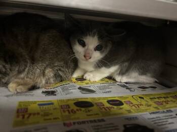 Sundew -  Domestic Medium Hair Cat for Adoption in Nacogdoches, Texas - Sundew | PetCurious