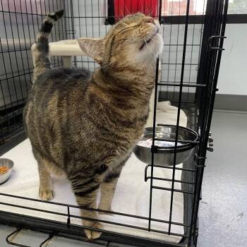 Eloise -  Domestic Short Hair Cat for Adoption in Roanoke, Virginia - Eloise | PetCurious