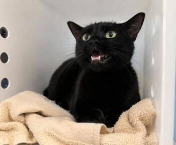 Mavis -  Domestic Short Hair Cat for Adoption in Daytona Beach, Florida - Mavis | PetCurious