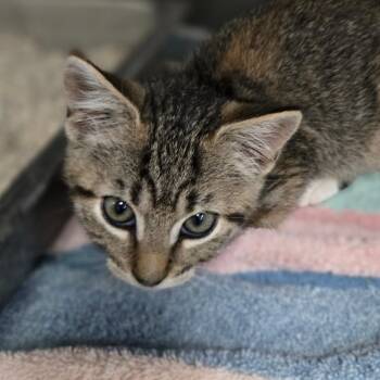 Dora -  Domestic Short Hair Cat for Adoption in San Jacinto, California - Dora | PetCurious