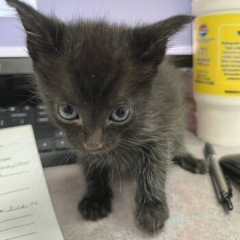 Pandora -  Domestic Short Hair Cat for Adoption in Marble, North Carolina - Pandora | PetCurious