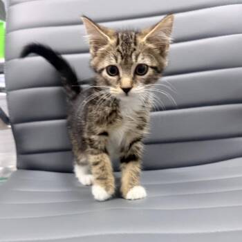 Aston Martin -  Domestic Short Hair Cat for Adoption in Jupiter, Florida - Aston Martin | PetCurious
