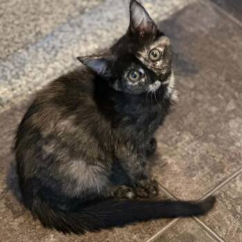 Paisley -  Domestic Short Hair Cat for Adoption in Wappingers Falls, New York - Paisley | PetCurious