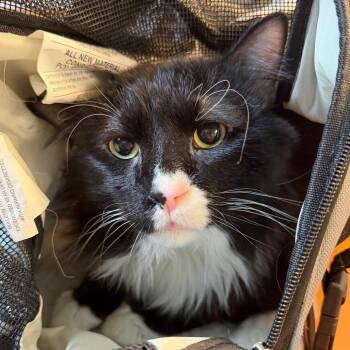 Domestic Medium Hair Cats Available for Adoption - Luke | PetCurious