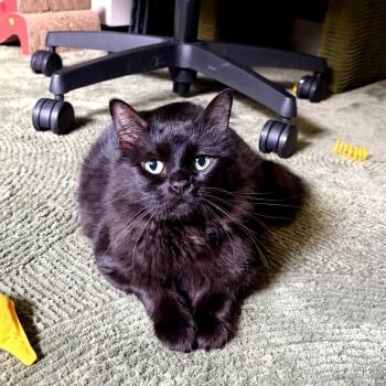 Augustus -  Domestic Long Hair Cat for Adoption in Houston, Texas - Augustus | PetCurious