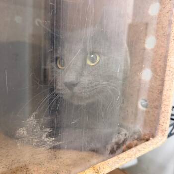 Nico -  Domestic Short Hair Cat for Adoption in Philadelphia, Pennsylvania - Nico | PetCurious