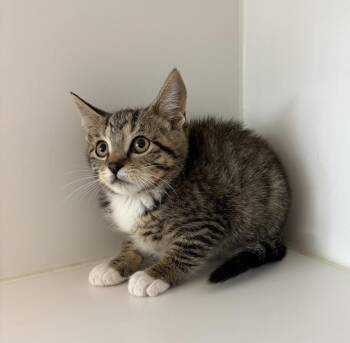 Ripley -  Domestic Short Hair Cat for Adoption in Rochester, Indiana - Ripley | PetCurious