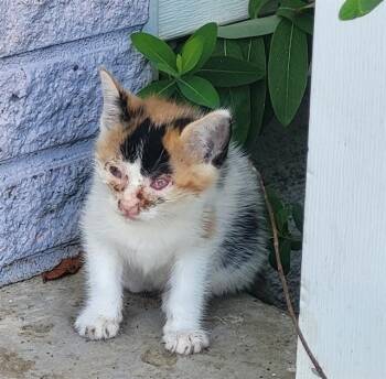 HERMIONE -  Domestic Short Hair Cat for Adoption in San Antonio, Texas - HERMIONE | PetCurious