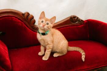 Rescue Tabby Cats for Adoption in Pasadena, Texas - Trix | PetCurious