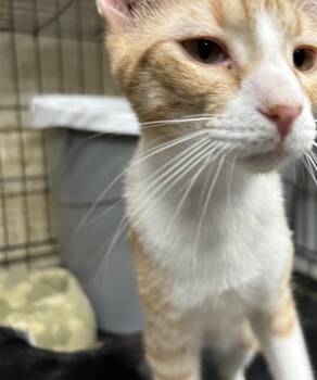 Rescue Tabby and American Shorthair Cats for Adoption in New Orleans, Louisiana - Sonnie | PetCurious