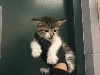 Domestic Short Hair Cats Available for Adoption in Thousand Palms, California - A1917200 | PetCurious