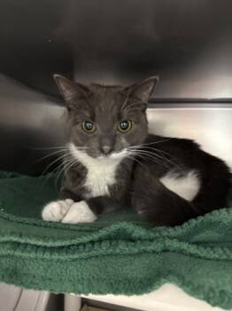 Rescue Domestic Short Hair Cats for Adoption in Morristown, New Jersey - Princess | PetCurious